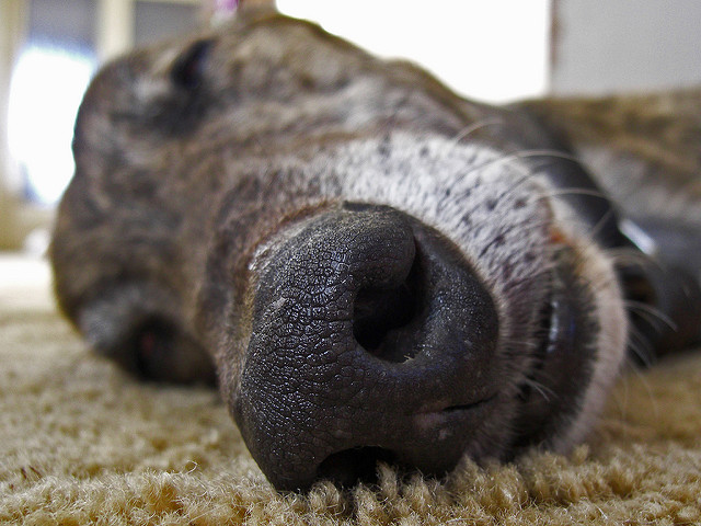 Sweet Dreams